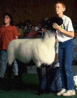 A large, black and white Suffolk sheep in a show.
