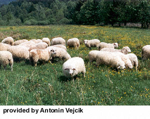 A herd of white Sumavska sheep eating grass in a field.