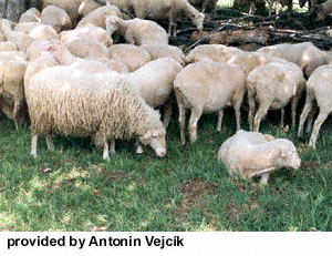 A herd of Sumavska sheep with long wool eating grass.