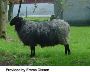 A fluffy black and gray Swedish Fur sheep standing in the grass.