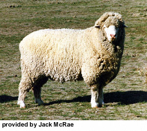 A large, white Targhee sheep with long wool standing in the grass.