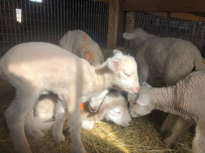 A small heard of Targhee lambs laying in straw.