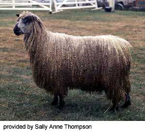 A shaggy, long wooled Teeswater sheep standing in the grass.