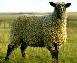 A white Teeswater sheep with a black face and legs standing in a field.