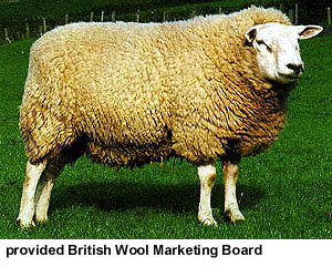 A large white Texel sheep standing in the green grass.