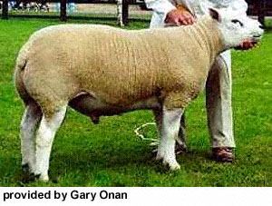 A white, shorn Texel sheep at a show.