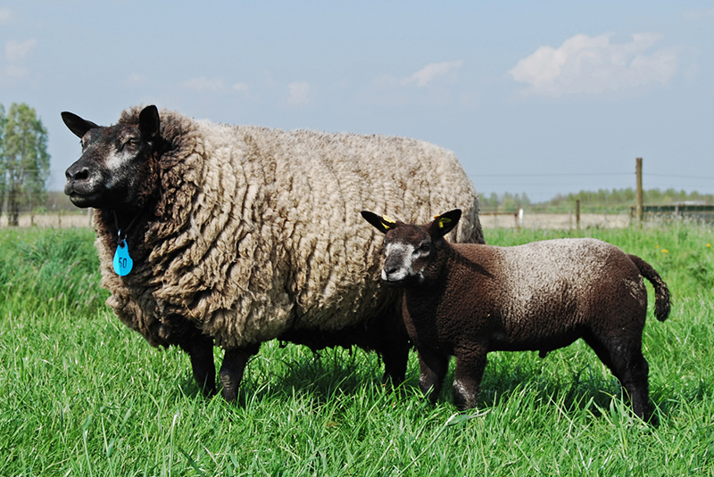 A large gray and black Texel ewe and lamb.