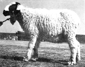 A tall Thalli sheep with a white body and black head.