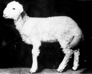 A small, white Tong lamb.