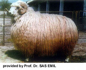 A large, fluffy long haired Tsurcana sheep.