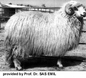 A large Tscurcana ram with long wool.