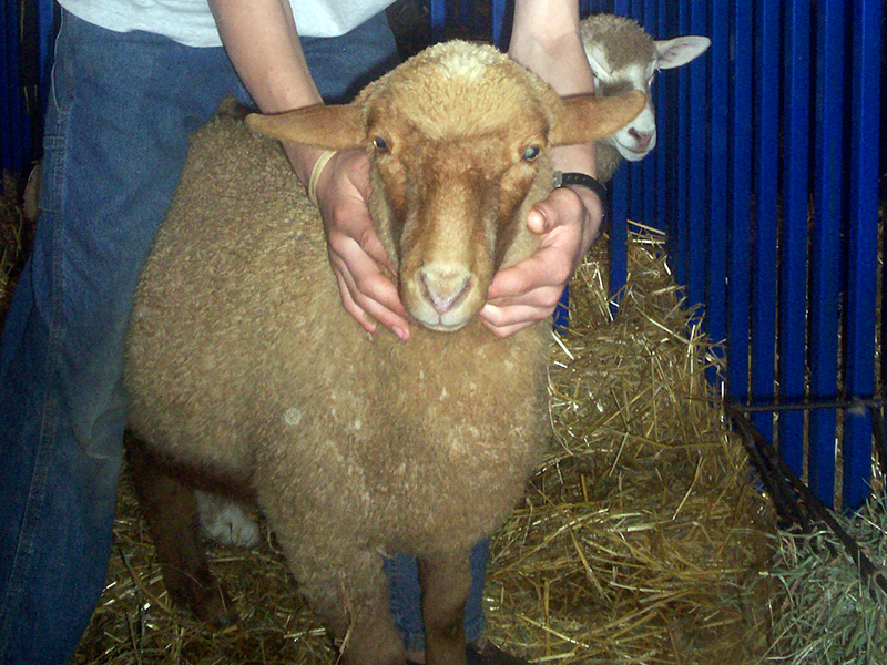 A light brown Tunis sheep in a pen.