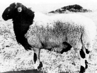 A white and black Ujumqin ram standing in the grass.