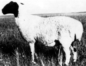 A white Ujumqin ewe with a black head in a field.