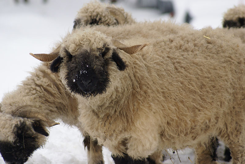 Two white Valais Blacknose sheep with black faces and legs.