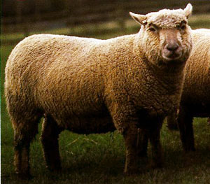 A stout, white Vendeen sheep standing in the grass.