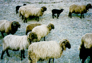 A herd of Wallis Country sheep and lambs in a field.