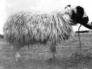 A shaggy, long wooled Waziri sheep in a halter.