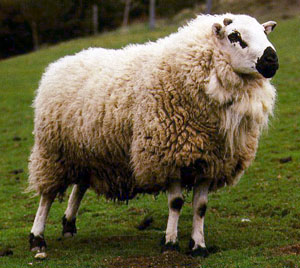A white-bodied Welsh Hill Speckled Face sheep with black spots on the face and legs.