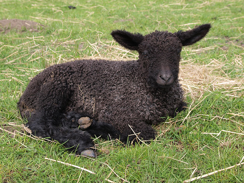 A small black Wensleydale lamb laying in the grass.