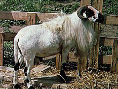 west african sheep