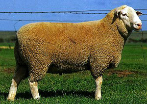 A stout, fluffy White Suffolk sheep standing in the grass.