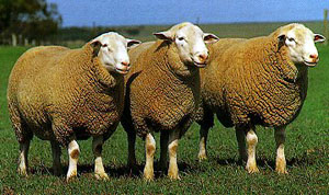 Three stout White Suffolk sheep standing in a grass pasture.