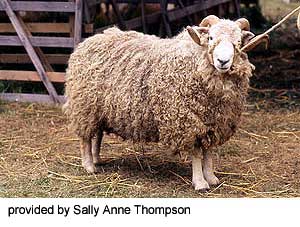 A white, shaggy Whiteface Dartmoor sheep with long wool.