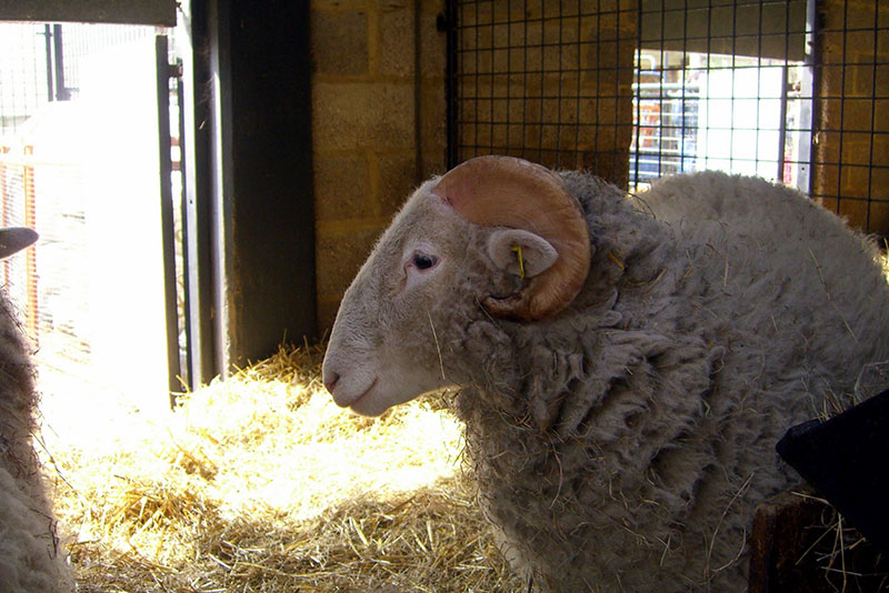 A Whiteface Woodland sheep with logn wool and short white horns.