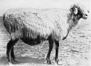 A shaggy, white Xinjiang Finewool ewe standing in the grass.