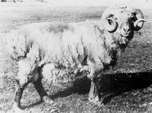 A shaggy Xinjian Finewool ram with long curled horns.