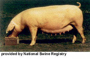 A white pig with floppy ears with "Provided by the National Swine Registry" at the bottom.