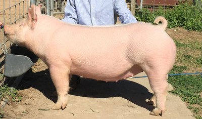 A white gilt with erect ears standing at a feed pan.
