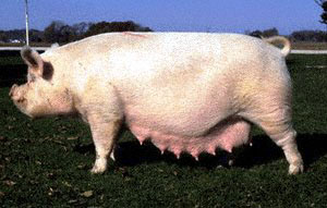 A white sow w standing in a field.