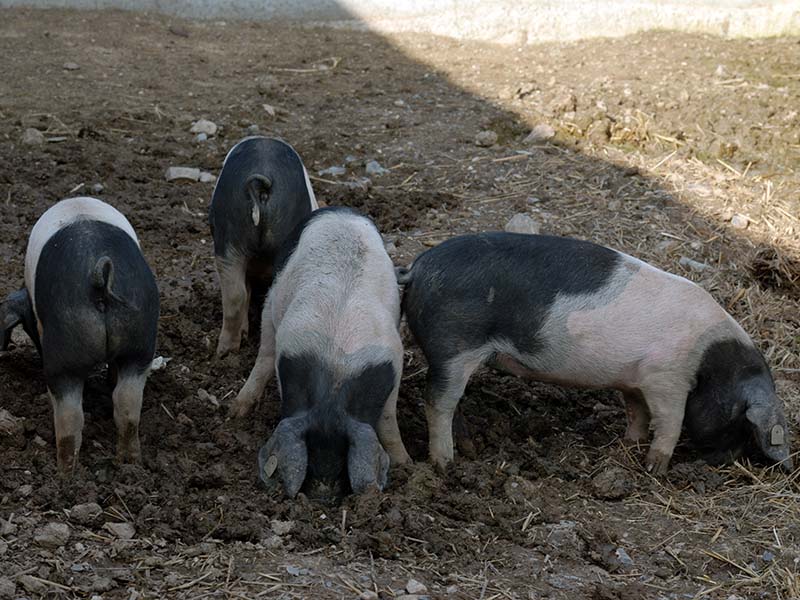 Four young black and white Angeln Saddleback swine.