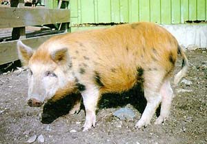 An orange pig with erect ears and black spots.