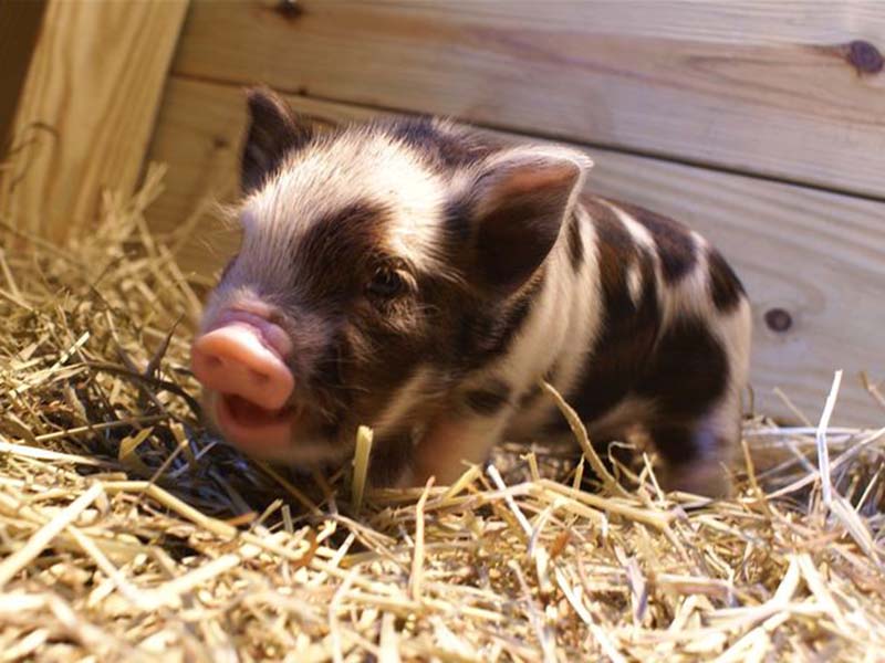 A baby black and white spotted Arapawa Island pig.
