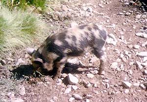 A small pig with spots eating dirt.