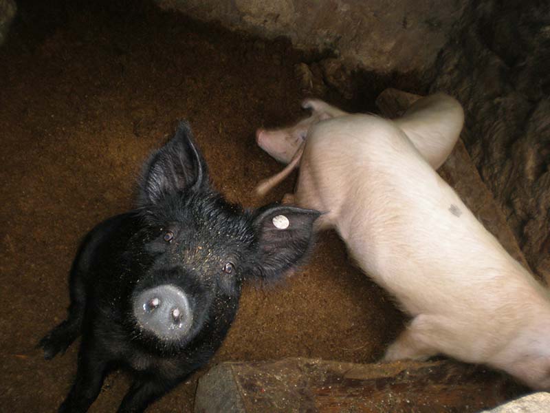 A solid black pig sitting next to a solid white pig.