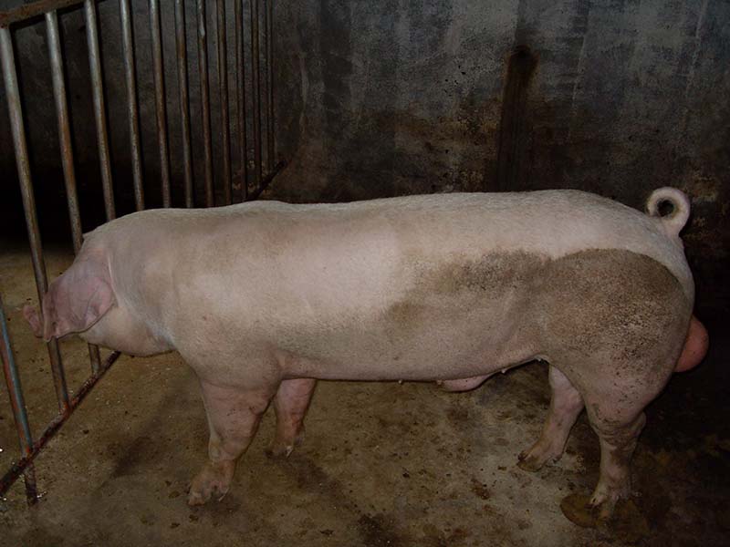 A dirty white pig with floppy ears standing in a pen.
