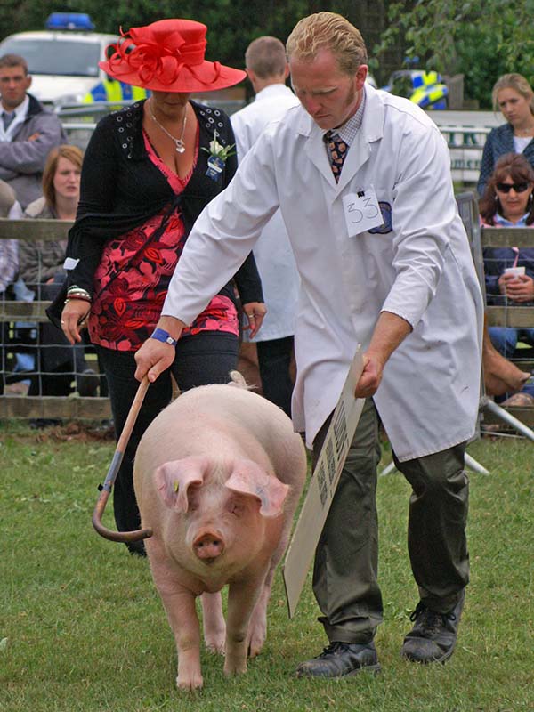 A man in a white coat walking a floppy eared, solid white pig.