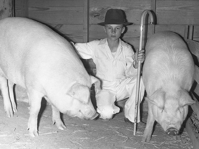 A young boy in a hat holding a cane while sitting between two floppy eared white pigs.