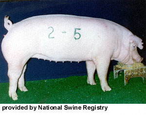 A white pig with floppy ears eating out of a feed pan with the numbers 2-5 painted on the side and "provided by National Swine Registry" at the bottom.