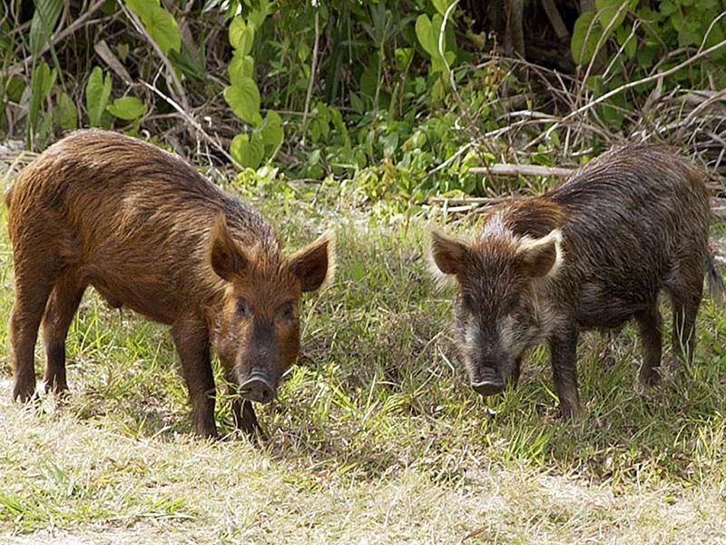 Two long haired brown pigs.