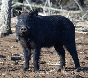 A solid black pig standing in the woods.
