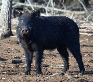 Choctaw Hog Swine | Oklahoma State University