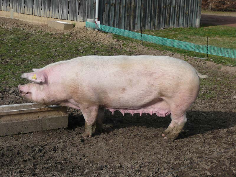 A white, floppy eared pig standing next to a feed trough in mud.
