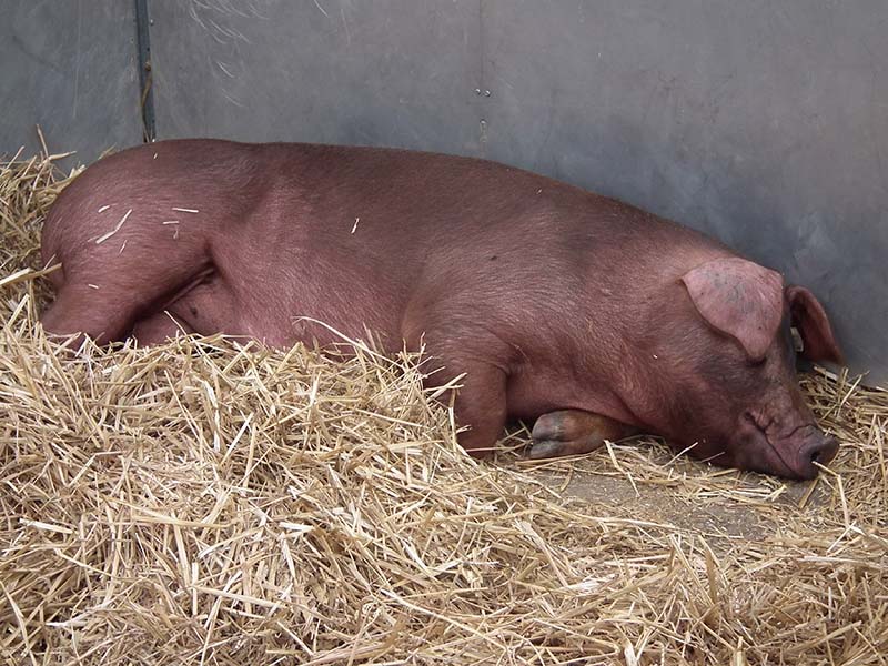 A red floppy eared pig laying in straw.