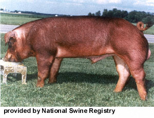 A red duroc pig with "provided by National Swine Registry" at the bottom.