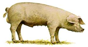 A white boar pig with floppy ears.